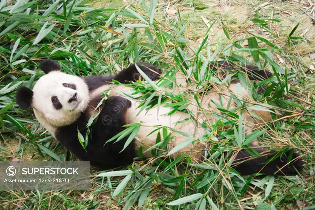 Giant panda (Ailuropoda melanoleuca), Chengdu Panda Base Of Giant Panda Breeding, Chengdu, Sichuan Province, China