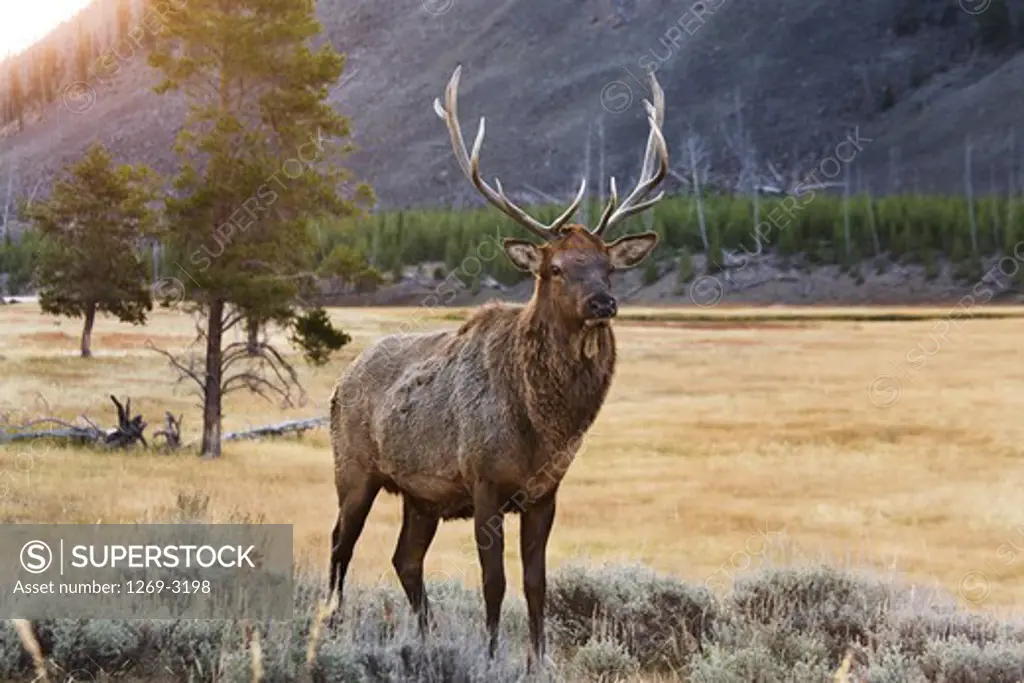 USA, Wyoming, Yellowstone National Park, Elk (Cervus canadensis)