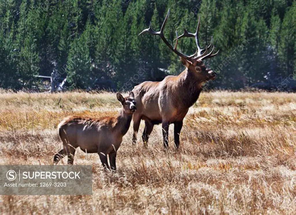 USA, Wyoming, Yellowstone National Park, Elks (Cervus canadensis)