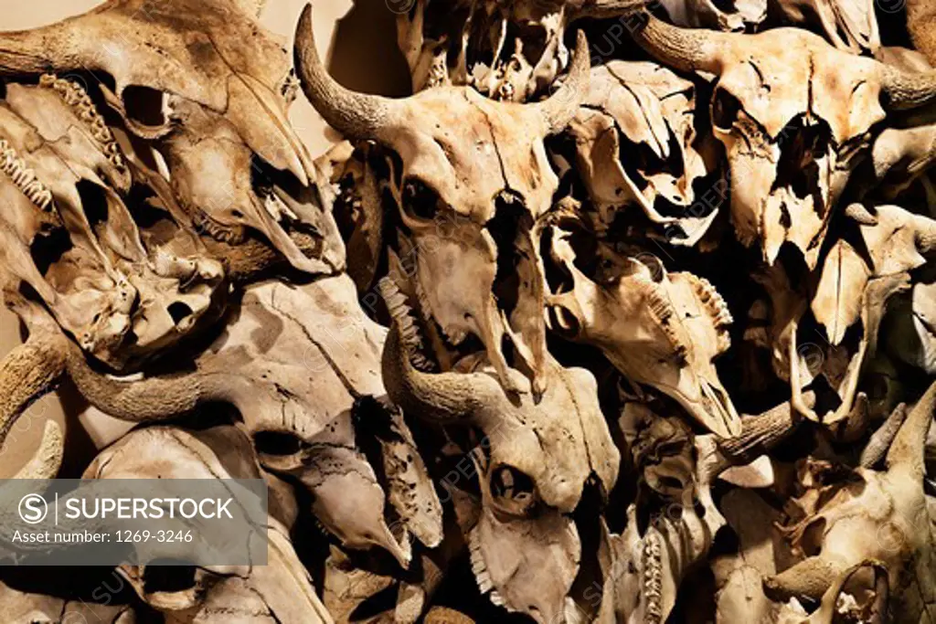 Skulls of buffaloes, Canada