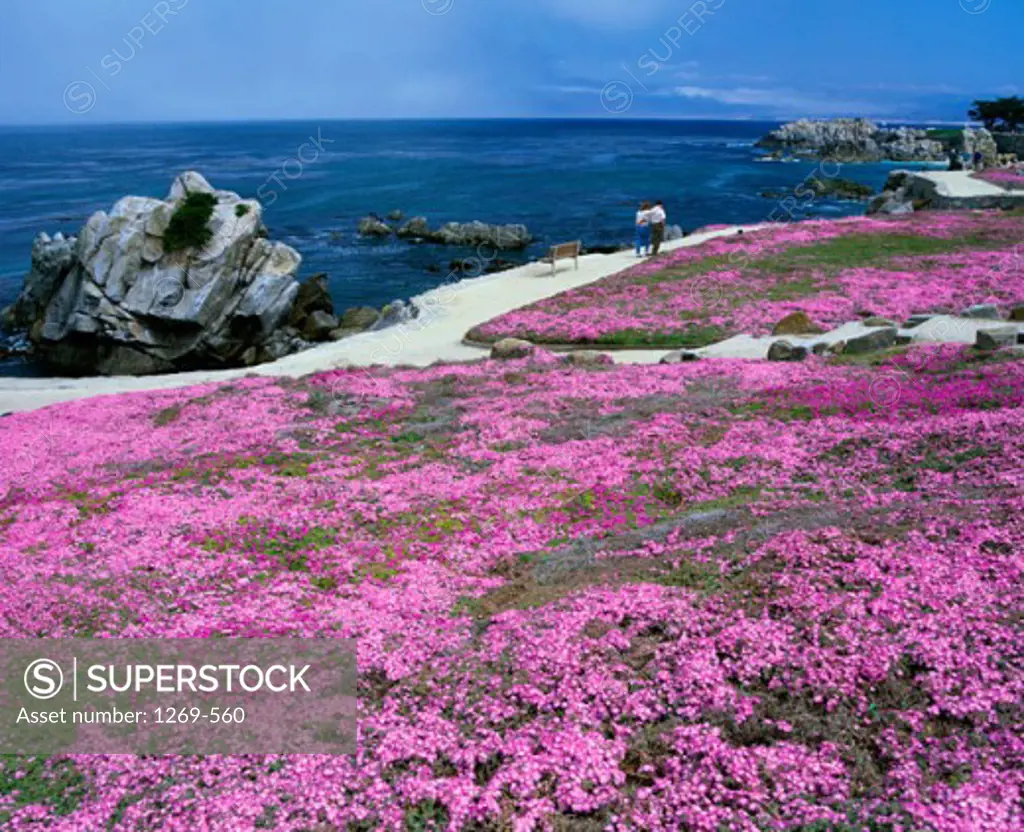Field of Lavender, Monterey, California, USA