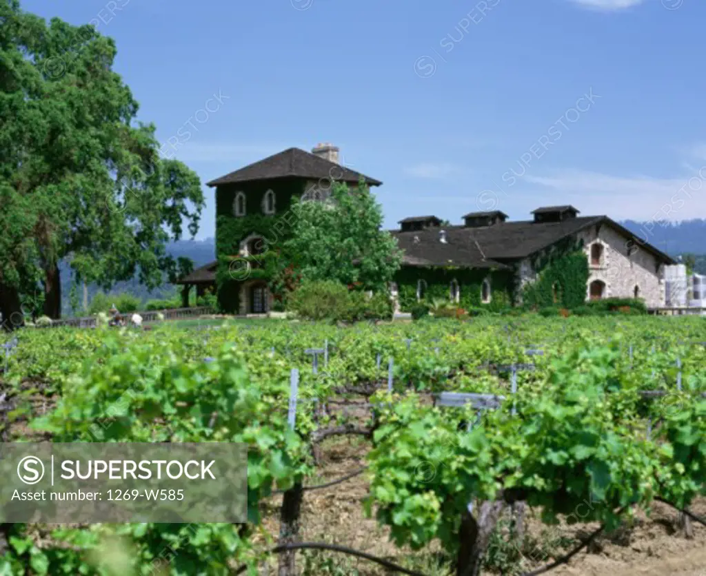 Farmhouse in a vineyard, V. Sattui Winery, Napa Valley, California, USA