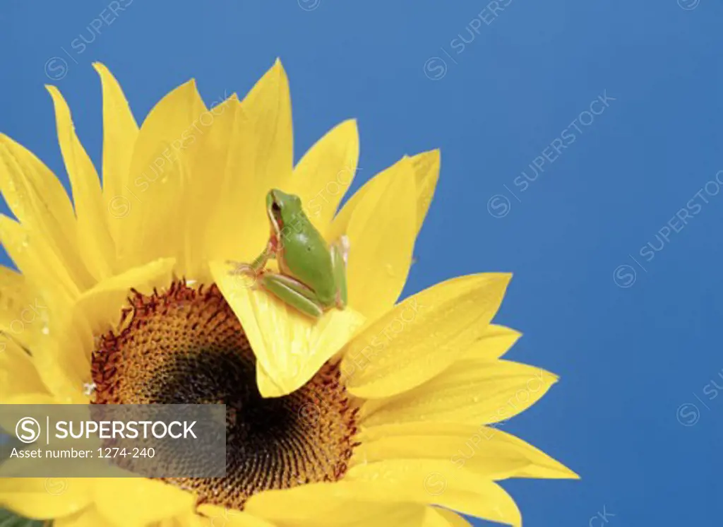 Close-up of a Pacific Tree Frog (Hyla regilla) on a sunflower (Helianthus annuus)