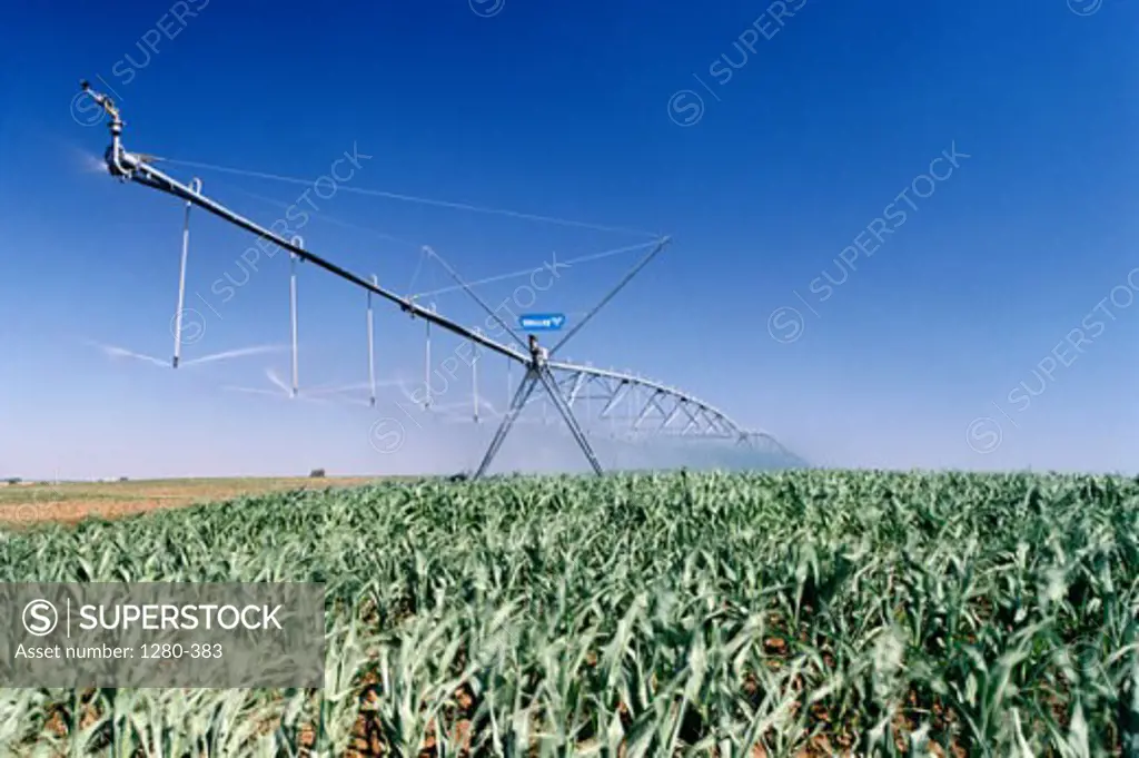 Irrigational sprinklers spraying water in a corn field, Inman, Kansas, USA