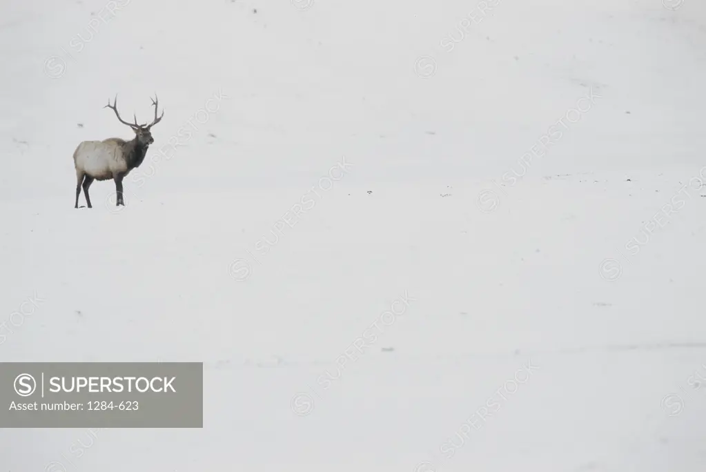 Elk National Elk Refuge Jackson Wyoming, USA 