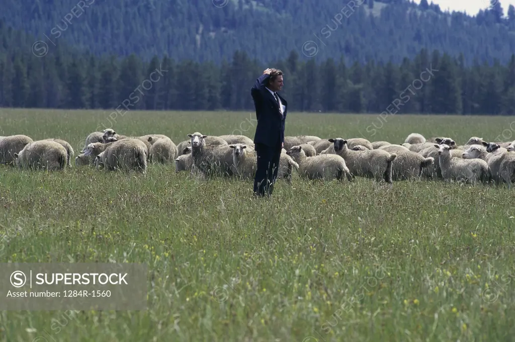 Businessman standing in a field with sheep