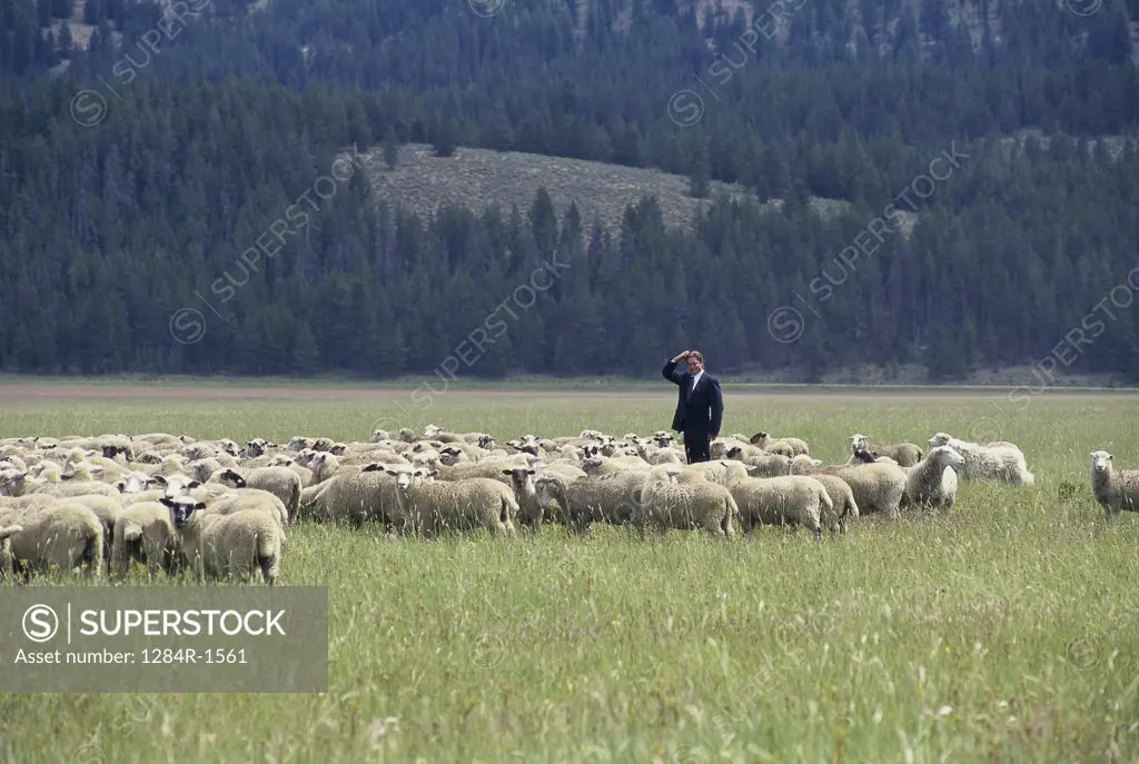 Businessman standing in a field with sheep