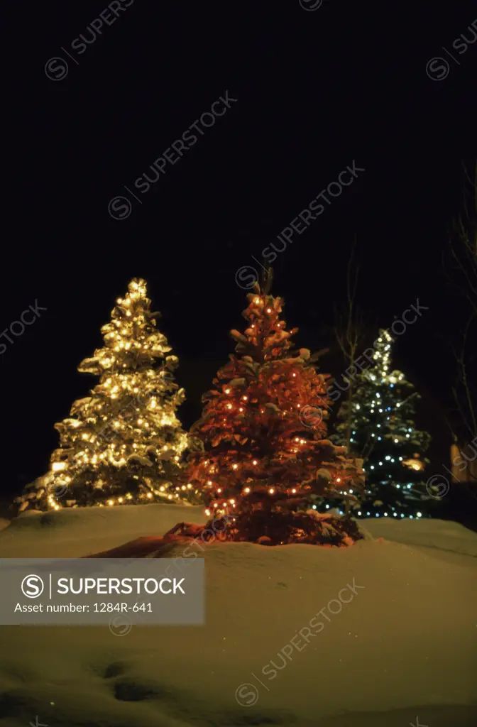Christmas trees at Sun Valley, Idaho, USA