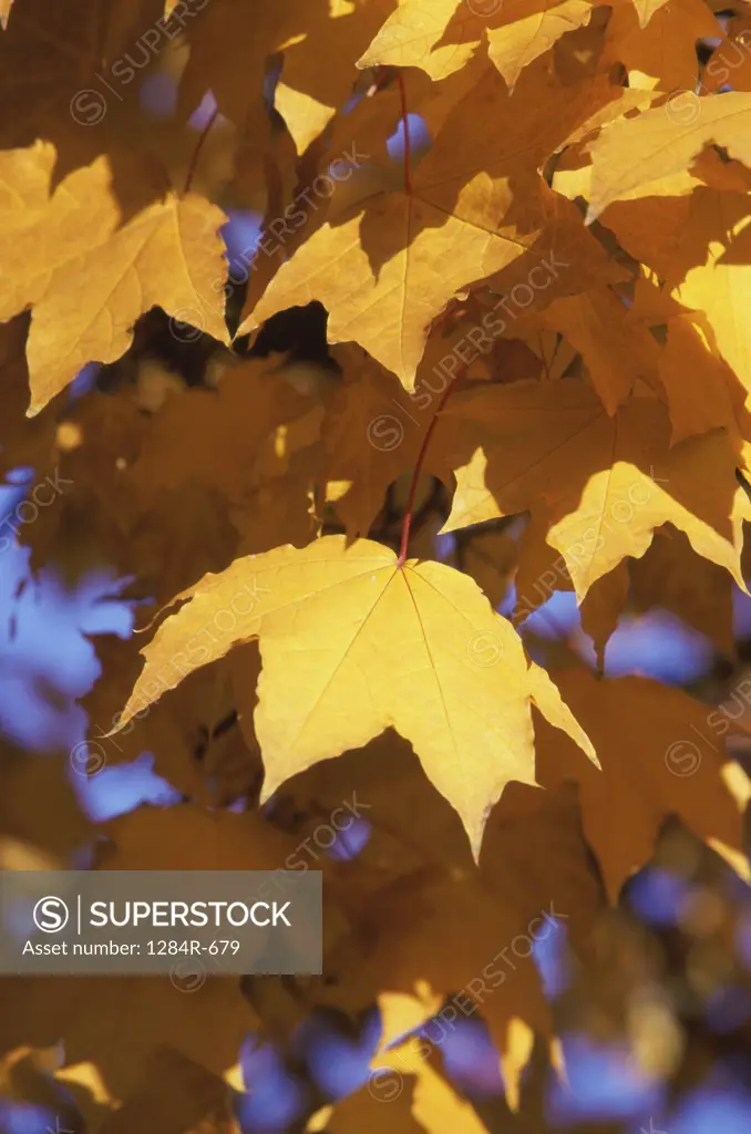 Yellow leaves on a maple tree in autumn, Idaho, USA