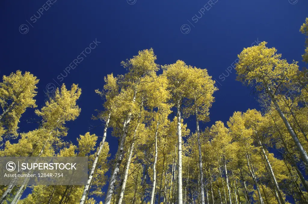 Low angle view of Aspen trees, Telluride, Colorado, USA