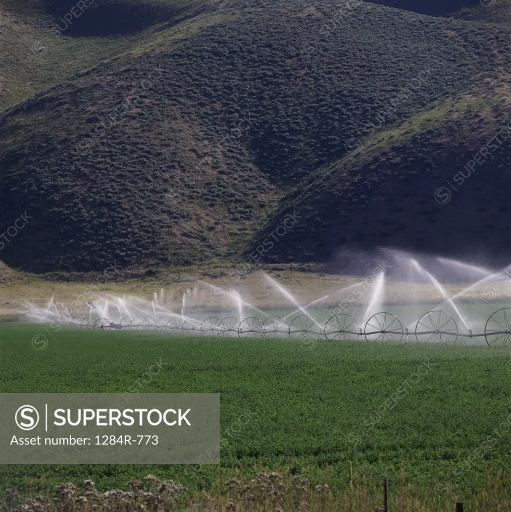 Water sprinklers irrigating a field of crops