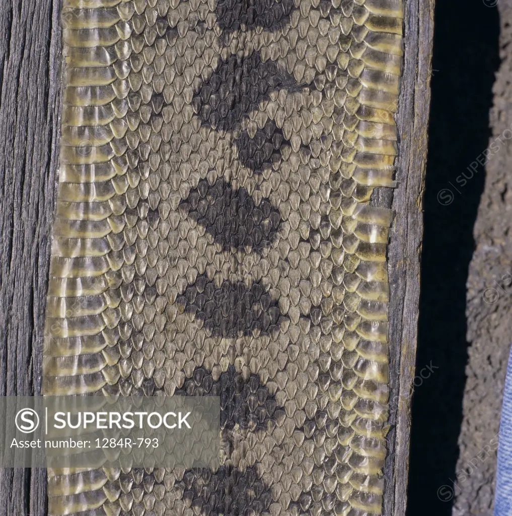 Close-up of rattlesnake skin