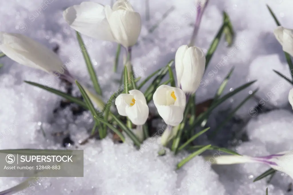 Close-up of Crocuses in the snow