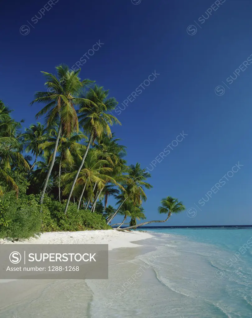 Palm trees leaning over the beach, Kuda Bandos, Maldives