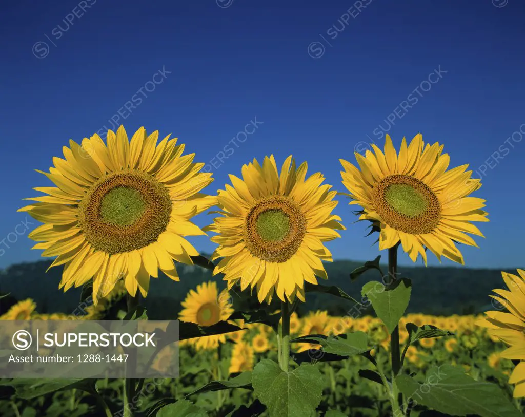 Close-up of sunflowers in a field