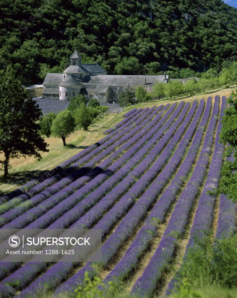 High angle view of a field of lavender, Abbaye de Senanque, Gordes, France