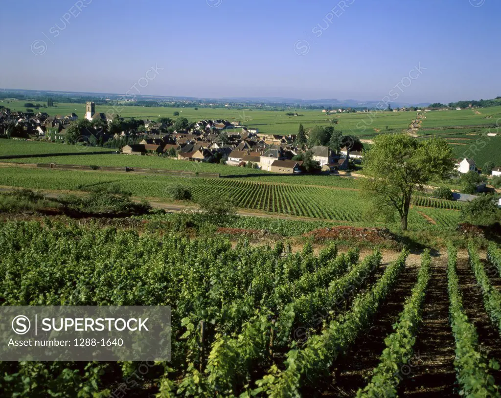 High angle view of houses in vineyards, Pernard Vergelesses, Burgundy, France