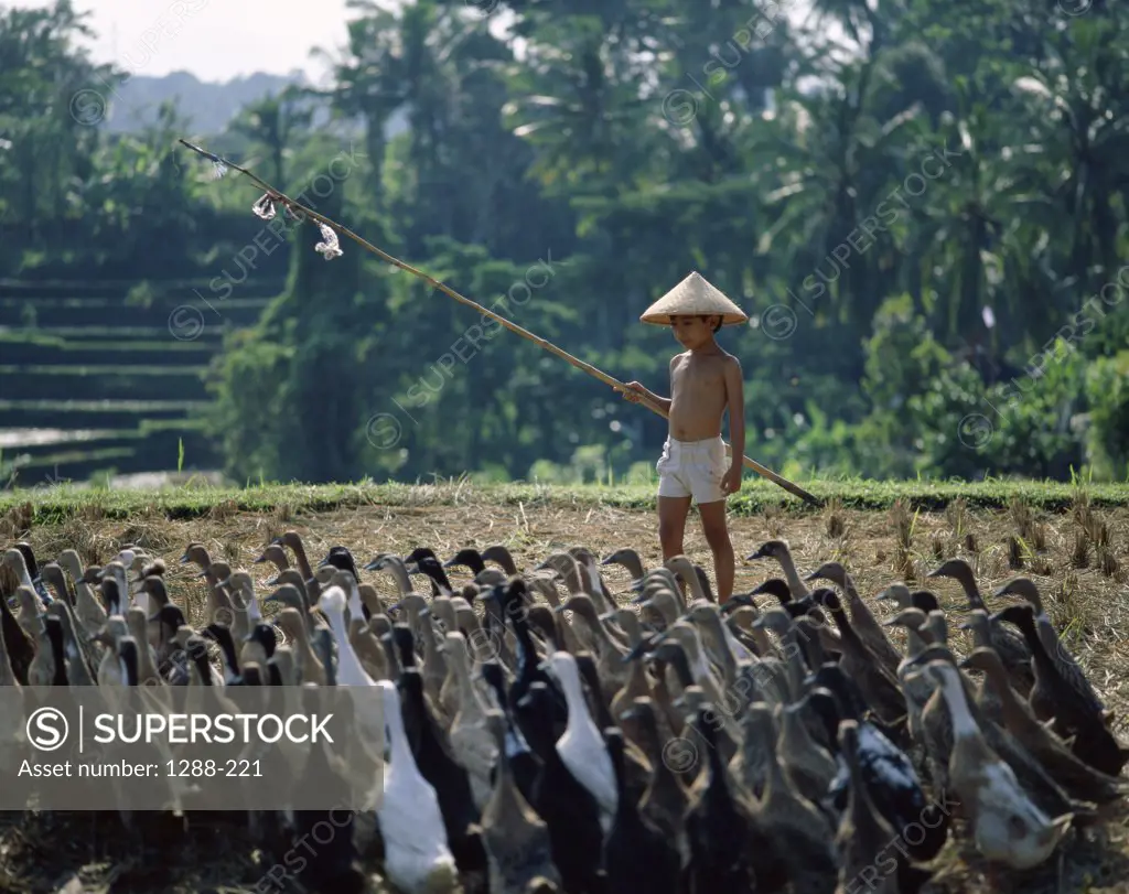 Boy herding a flock of geese across a field, Bali, Indonesia