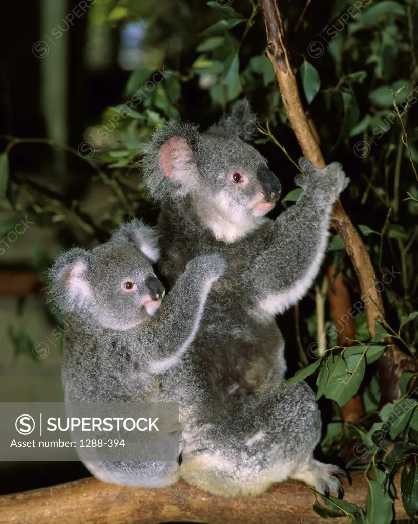 Two koalas climbing a tree, Australia (Phascolarctos cinereus)