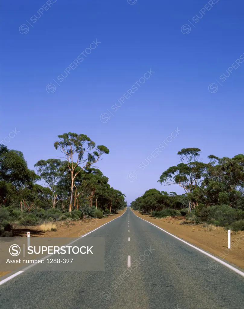 Road passing through a forest, Western Australia, Australia
