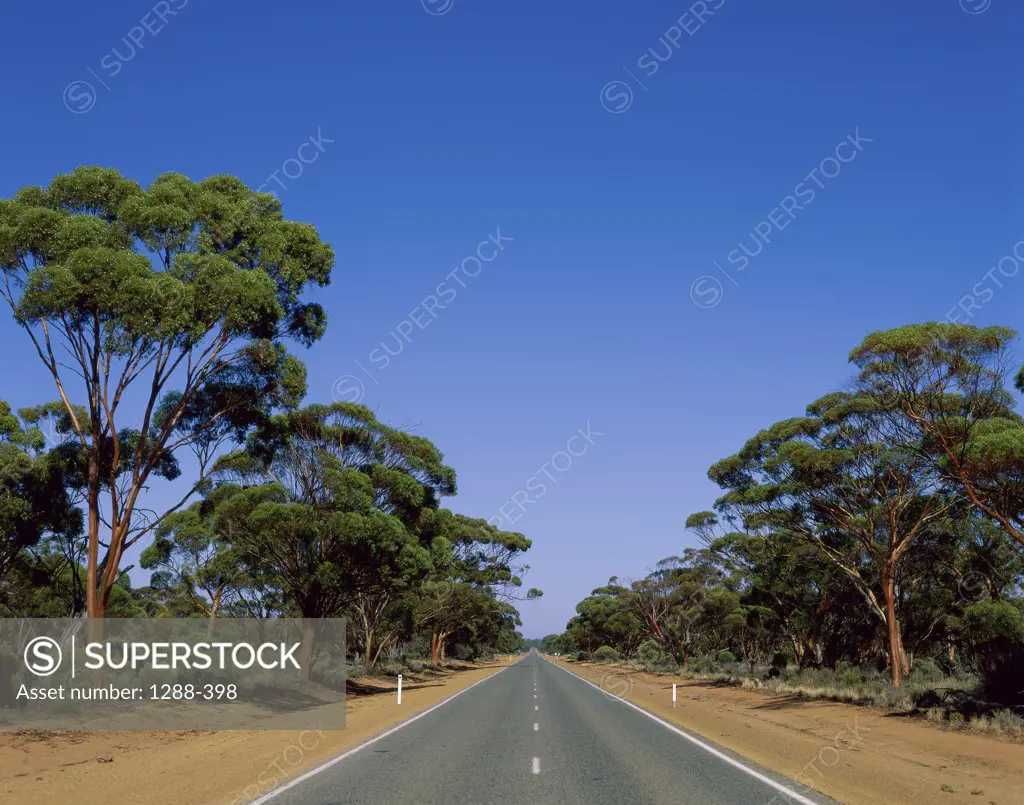 Trees along a road, Western Australia, Australia