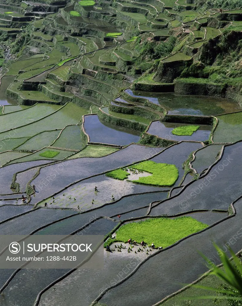 High angle view of rice fields, Banaue, Quezon, Philippines