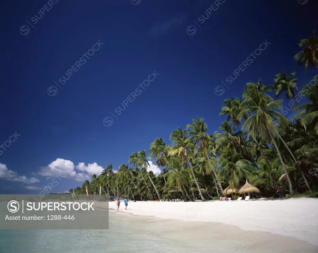 Palm trees on the beach, Boracay, Philippines