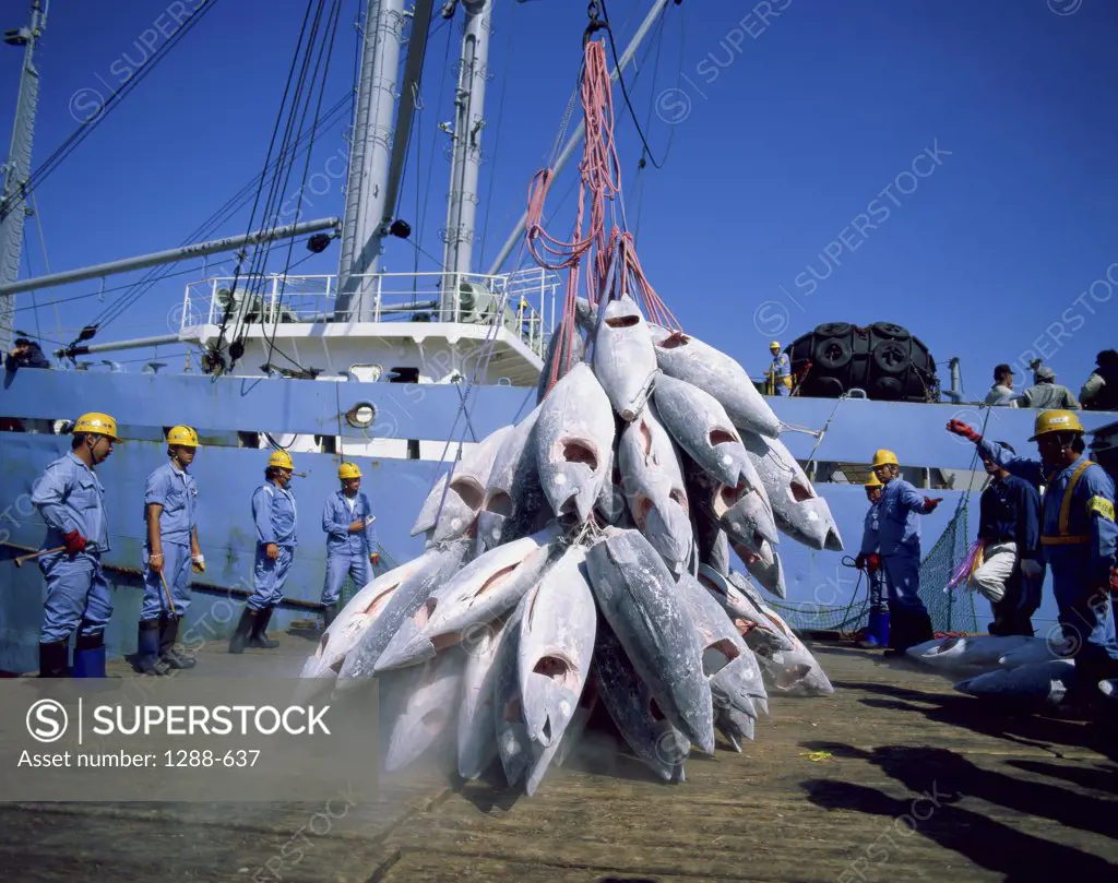 Crane unloading tuna at a dock, Shimizu, Japan