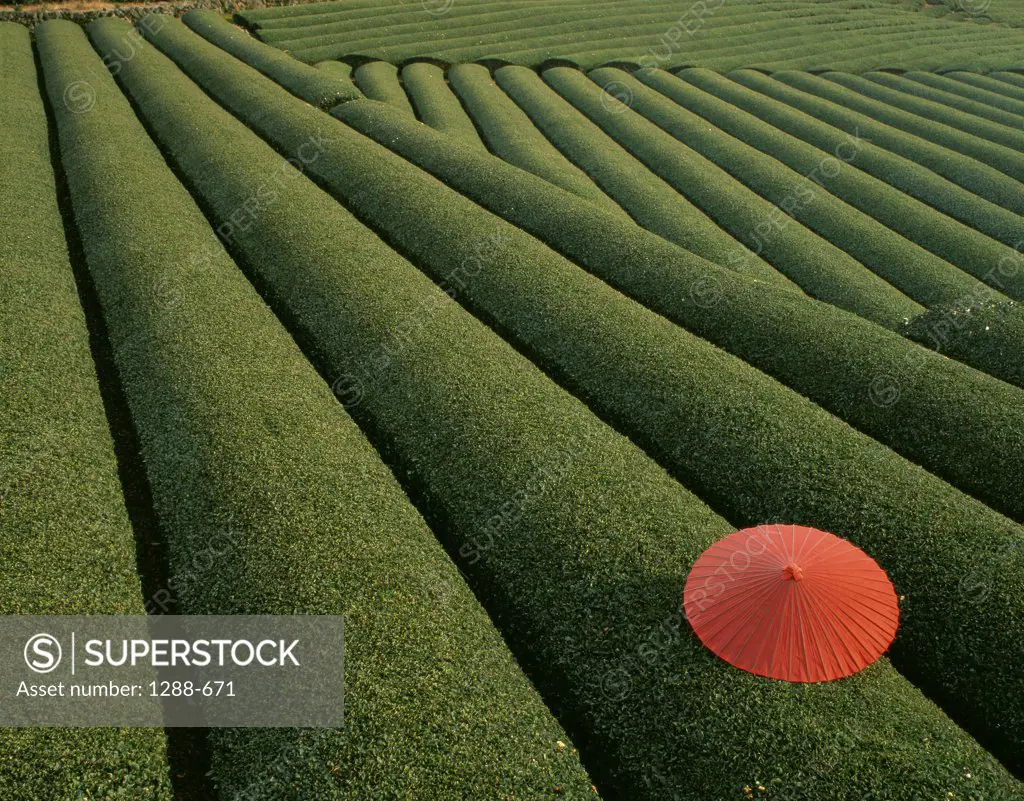 Tea fields with a red parasol, Japan