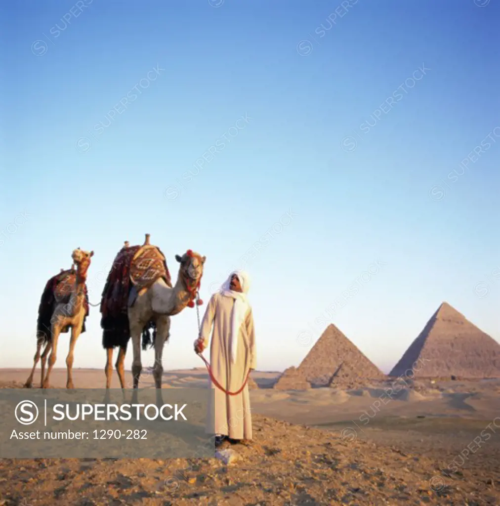 Bedouin man leading a camel train, Giza, Egypt
