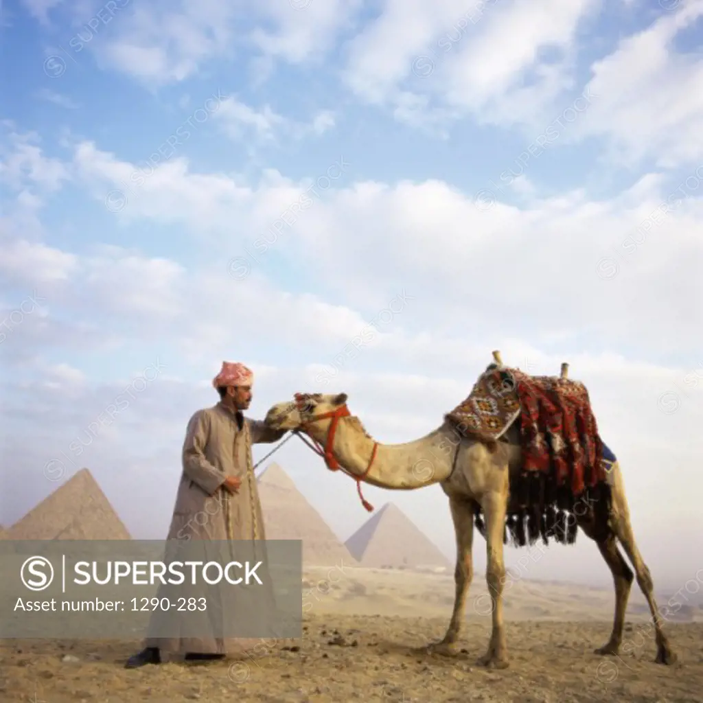 Man holding a camel with the Pyramids in the background, Giza, Egypt