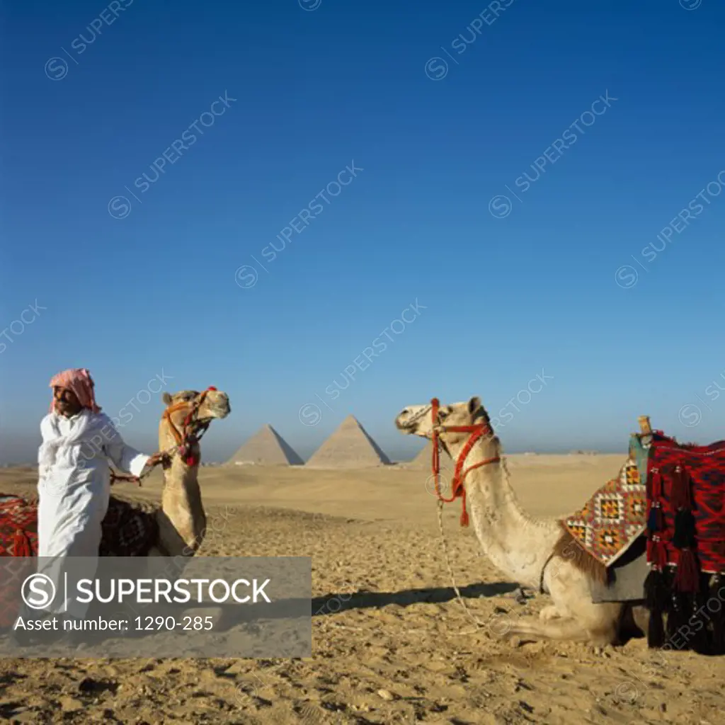 Bedouin man leaning on a camel, Giza, Egypt