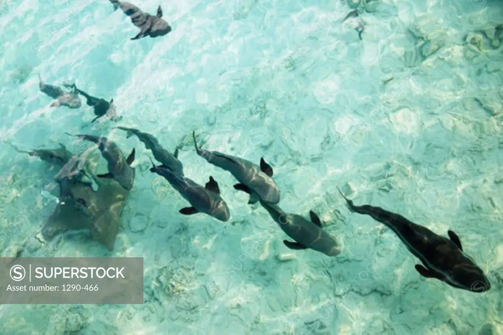 High angle view of a school of sharks swimming in an ocean