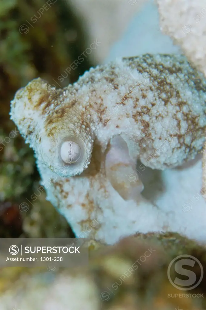 Close-up of an octopus, Belize