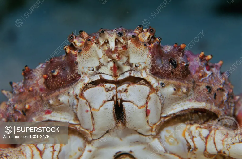 Close-up of a King Crab, Belize