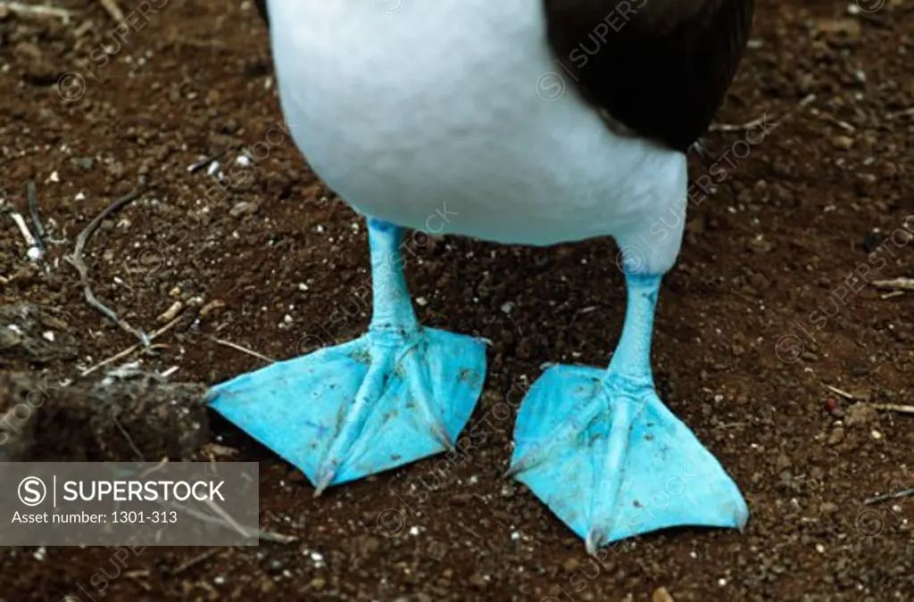 Close-up of the feet of a Blue-footed Booby, Galapagos Islands, Ecuador (Sula nebouxii)