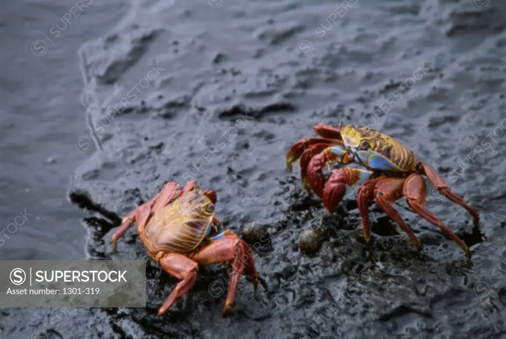 Close-up of two Sally Lightfoot Crabs fighting on a rock, Galapagos Islands, Ecuador (Grapsus grapsus)