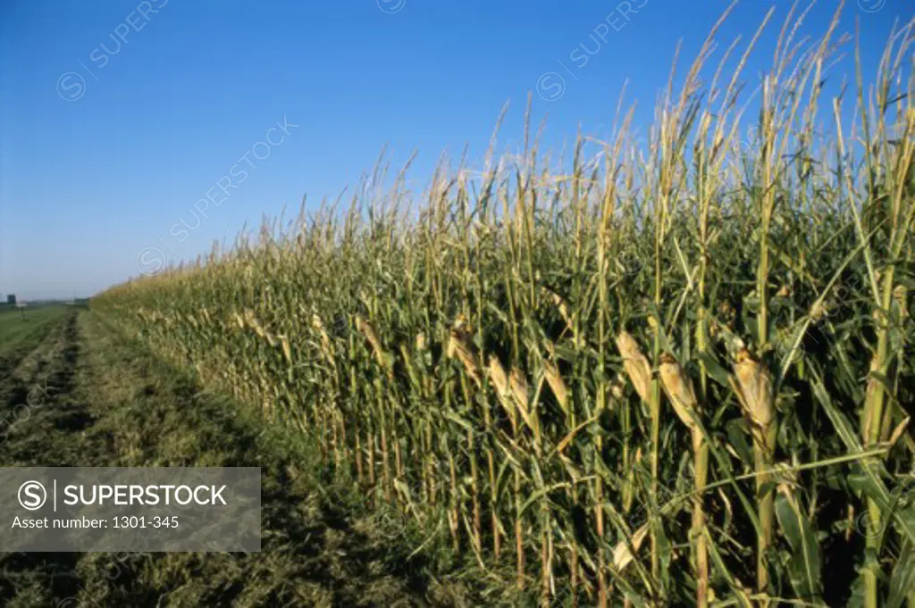 Corn crop in a field