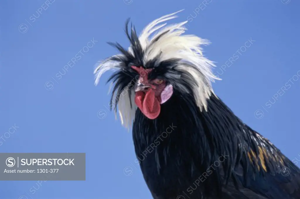 Low angle view of a White-crested Black Polish Rooster