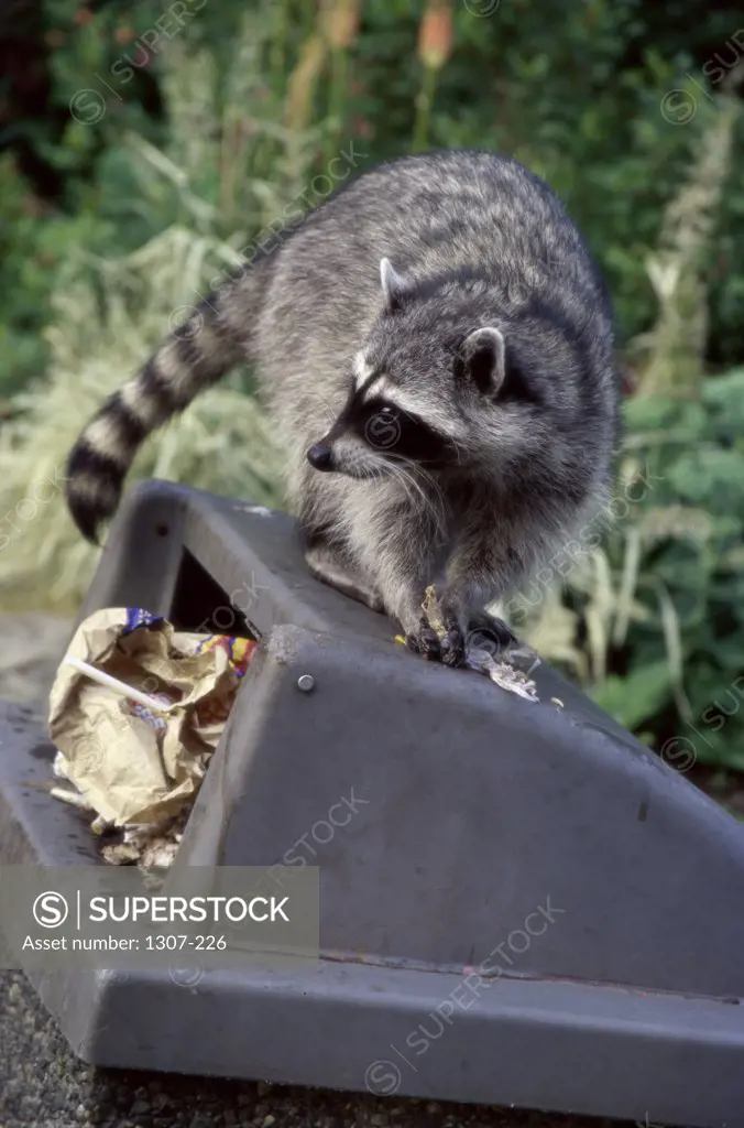Close-up of a raccoon on a garbage bin, Stanley Park, Vancouver, British Columbia, Canada (Procyon lotor)