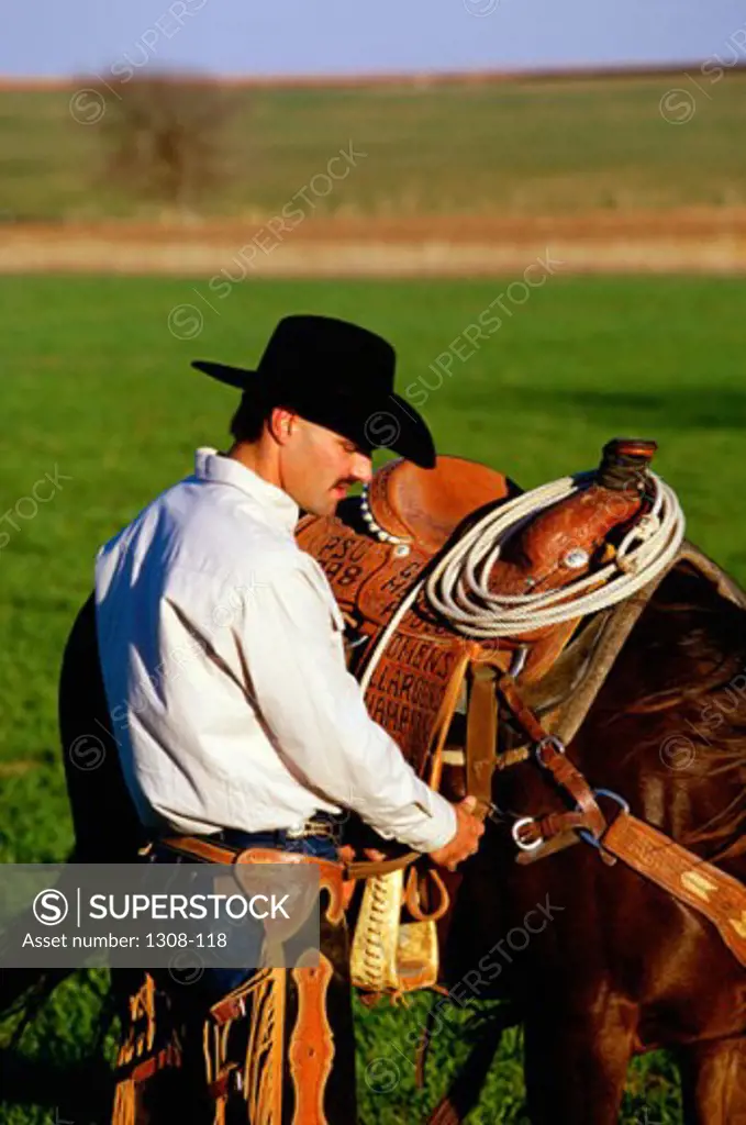 Cowboy strapping a saddle on a horse