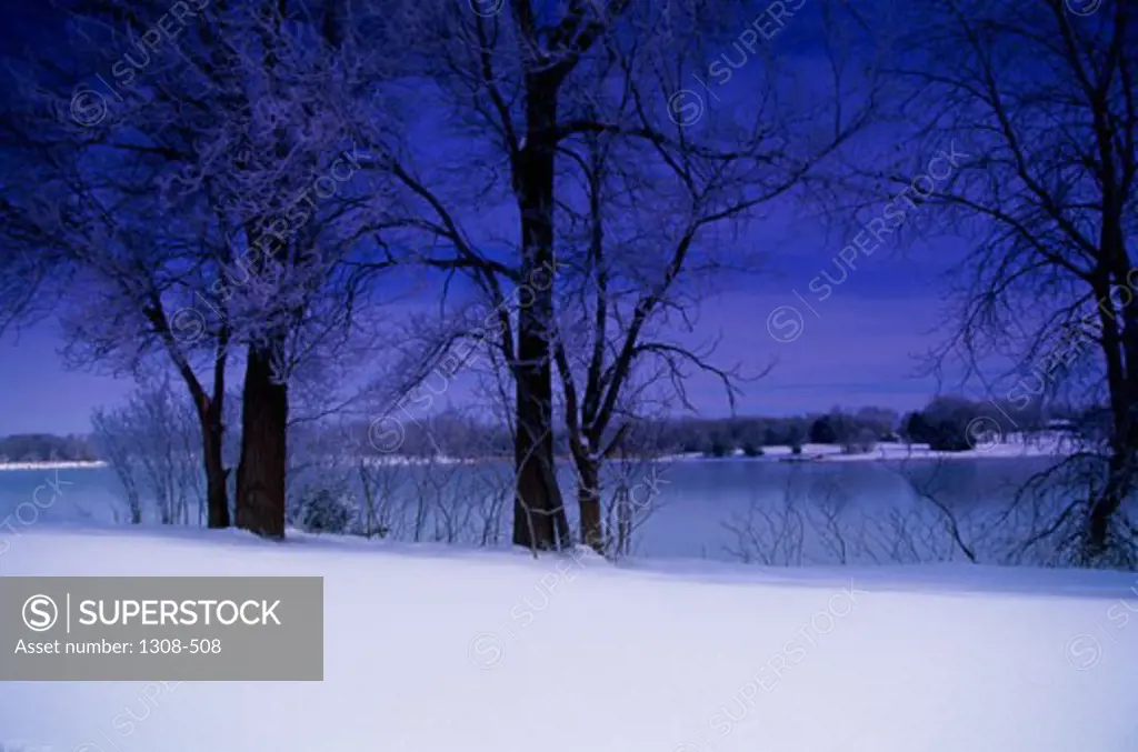Trees on a snow covered landscape