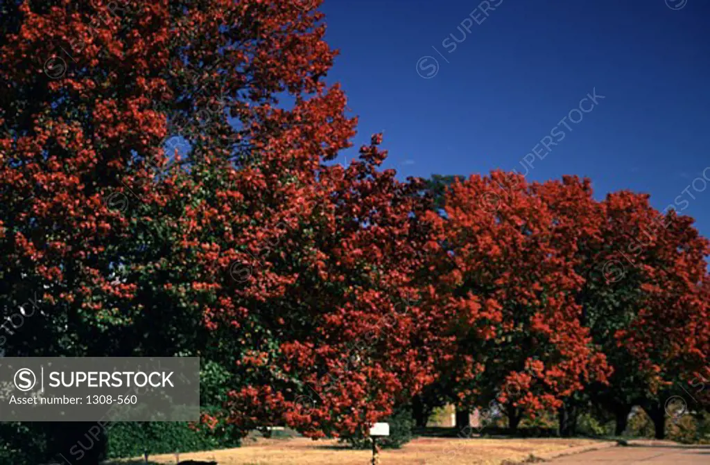 Low angle view of Bradford Pear trees, Kansas, USA
