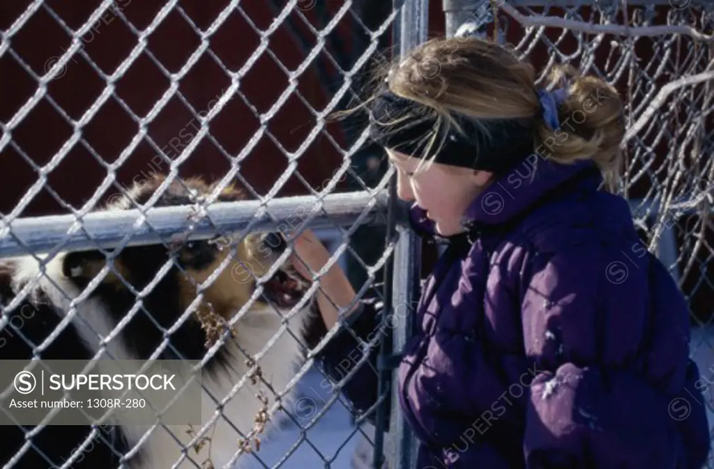 Side profile of a teenage girl petting a dog through a chain-link fence