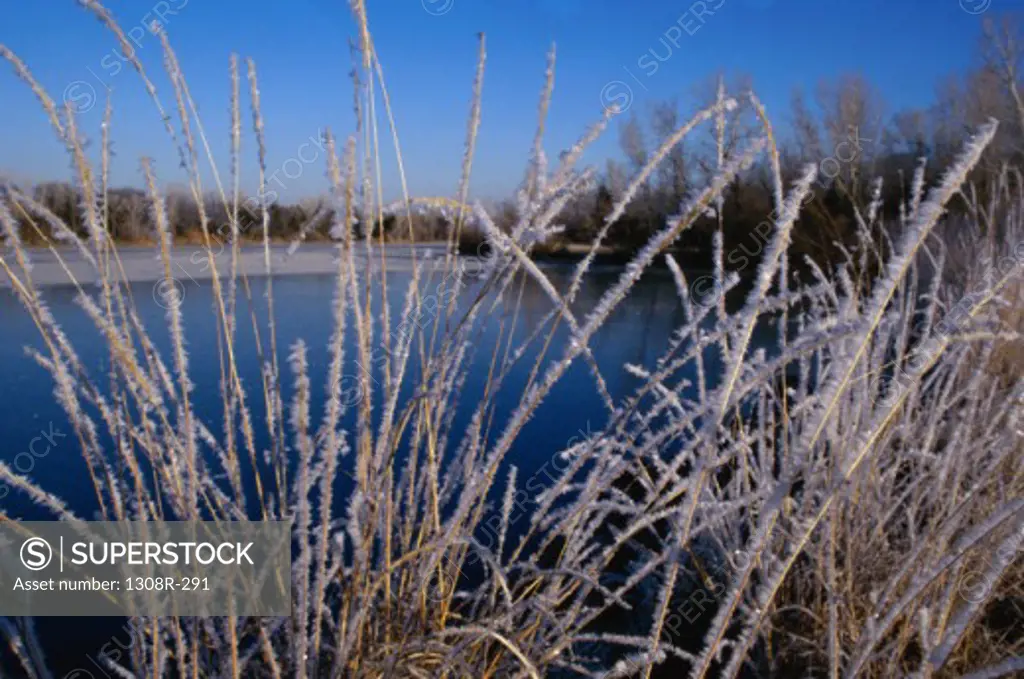 Ice formed on weed near a lake, Barber, Kansas, USA