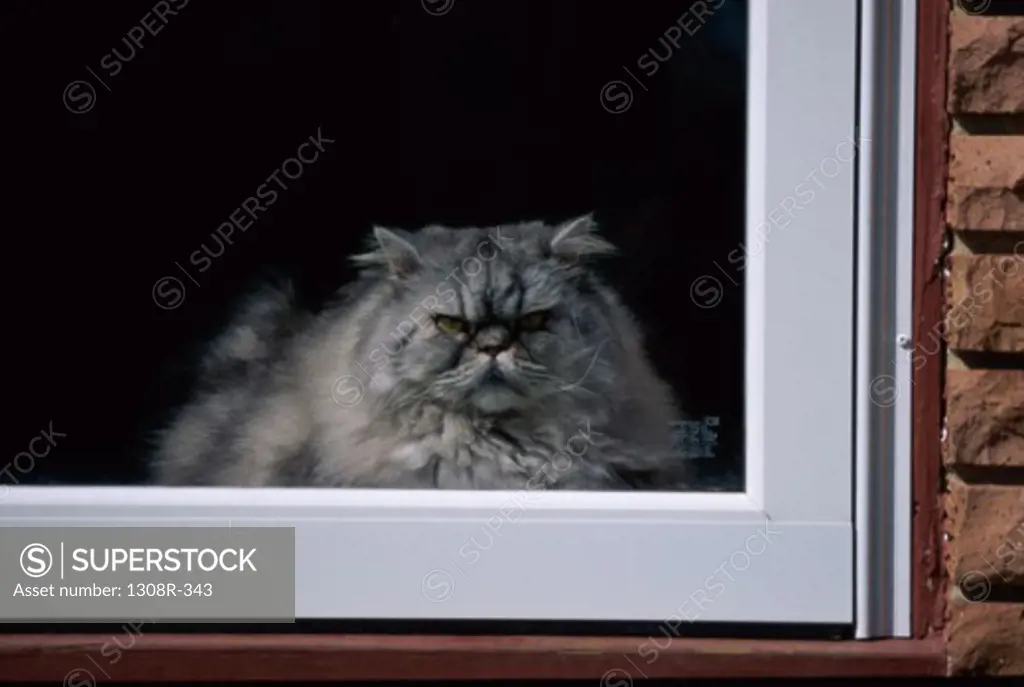 Persian cat lying on a window ledge looking out