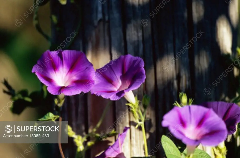 Close-up of Morning Glory flowers