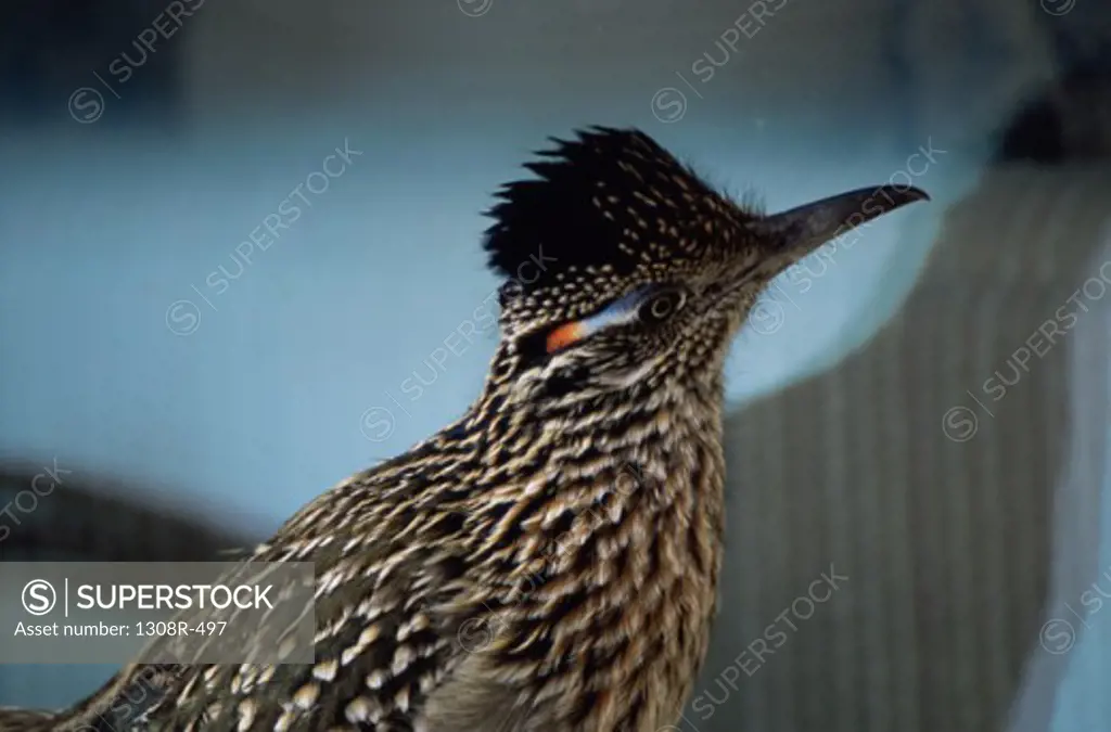 Close-up of a roadrunner