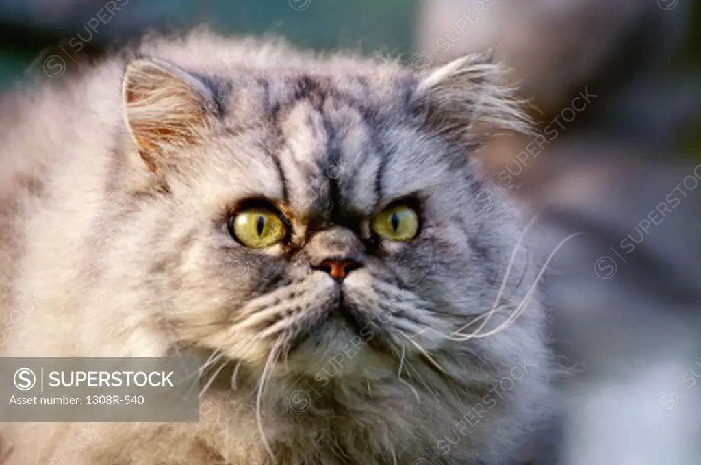 Close-up of a Himalayan Persian Cat