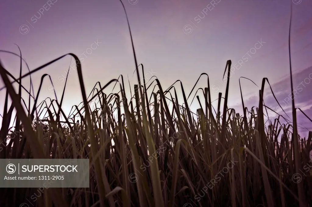Corn Field at dusk.
